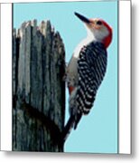 #8670 Woodpecker #8670 Metal Print