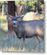 8x8 Mule Deer Metal Print