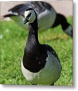 Barnacle Goose #9 Metal Print