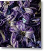 Hyacinth #9 Metal Print