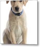 Labrador Puppy #9 Metal Print