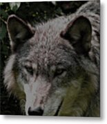 The Wild Wolve Group B #9 Metal Print