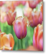 A Bed Of Tulips Is A Feast For The Eyes. Metal Print