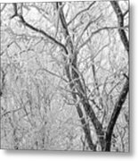 A Black And White Winter Metal Print