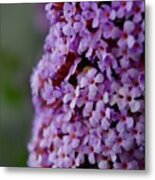 A Blooming Pink Delight Butterfly Bush Metal Print