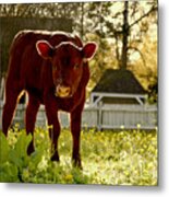 A Calf In April Metal Print