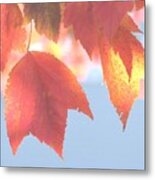 A Canopy Of Color Metal Print