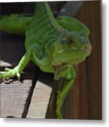 A Close Look At A Green Iguana Metal Print