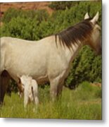 A Colt And Mare Metal Print