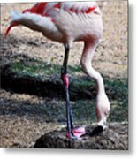 A Flamingos Take On A Headstand Metal Print