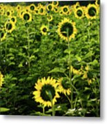 A Flock Of Blooming Sunflowers Metal Print