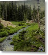 A Forest Of The Rockies Metal Print