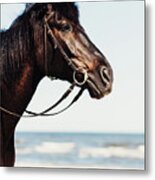 A Head Of Wild Horse On The Beach In A Close Up. Metal Print
