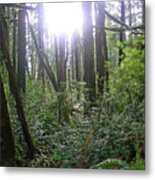 A Light In The Forest Metal Print