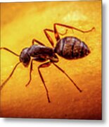 A Little Ant Metal Print