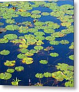 A Monet Water Lily Pond Metal Print
