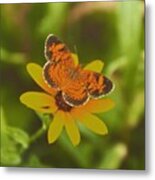 A Pearl Crescent Butterfly Upon A Metal Print