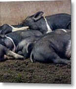 A Pile Of Pampered Piglets Metal Print