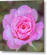 A Pink Rose Kissed By Morning Dew. Metal Print