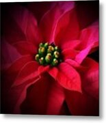 A Poinsettia Portrait Metal Print