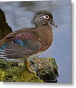 A Pretty Female Painted Wood Duck Metal Print