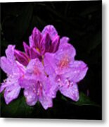 A Rhododendron Flower Metal Print