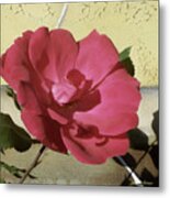 A Rose Is A Rose Metal Print