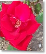 A Soft Red Rose Metal Print