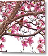 A Songbird In The Magnolia Tree Metal Print
