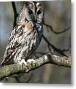 A Tawny Owl Metal Print