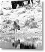 A Thirsy Youngster Black And White Metal Print