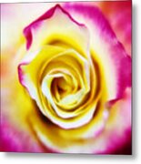 A Touch Of Pink Metal Print