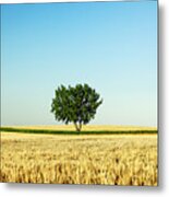 A Tree Stands Alone Metal Print