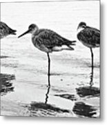 A Trio - Bw Metal Print