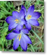 A Trio Of Crocuses Metal Print