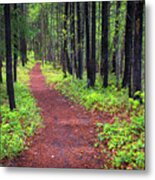 A Walk In The Forest Metal Print