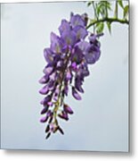 A Wisp Of Wisteria Metal Print