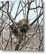 Abandoned Bird Nest Metal Print