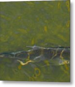 Abstract Fish 2 Metal Print