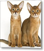 Abyssinian Cats Metal Print