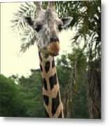 Adorable Grinning Giraffe Metal Print