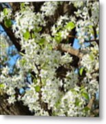 Adorned With Beauty Ii Metal Print