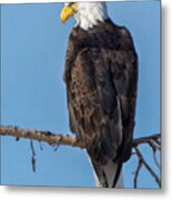 Adult Bald Eagle On Branch Metal Print