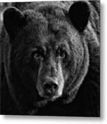 Adult Male Black Bear Metal Print