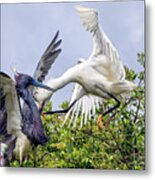 Aerial Battle Between Tricolored Heron And Snowy Egret Metal Print