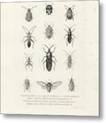African Bugs And Insects Metal Print