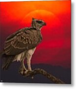 African Eagle At Sunset Metal Print