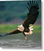 African Fish Eagle Metal Print