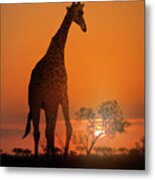 African Giraffe Walking At Sunset Metal Print