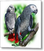 African Grey Parrots A Metal Print